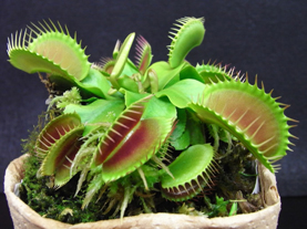 Drosera adelae