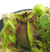 Dionaea muscipula