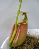 Nepenthes bicalcarata<