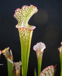 Cephalotus follicularis